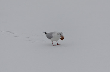 Seagull eats bread on ice on a white background on a cloudy day