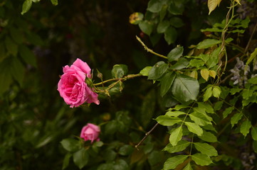 spring flowers in the garden