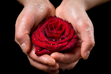 Girl's hands holding wet red rose