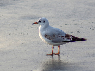 mewa