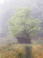 Tree in the morning Mist