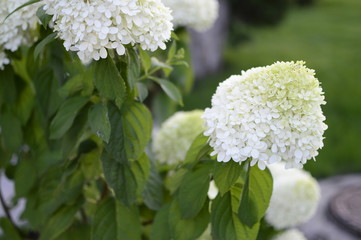 close up of a white flower
