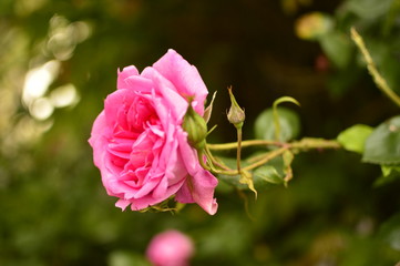 flowers in the garden