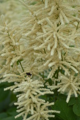 flowers in the garden