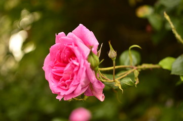 flowers in the garden