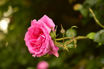 flowers in the garden