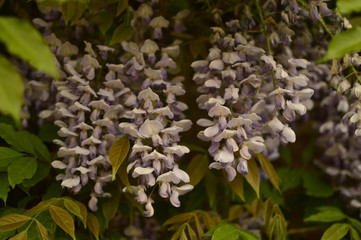 flowers in the garden