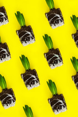 smal hyacinth plant without pot on a turquoise background. Minimal flat lay. Pop Art Design,...