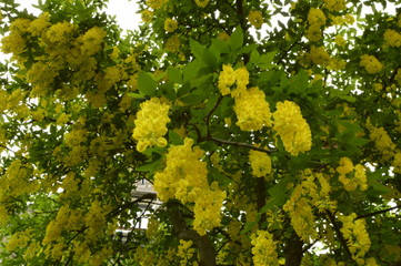 flowers in the garden