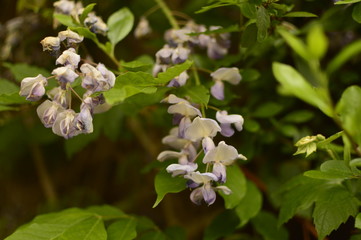 flowers in the garden