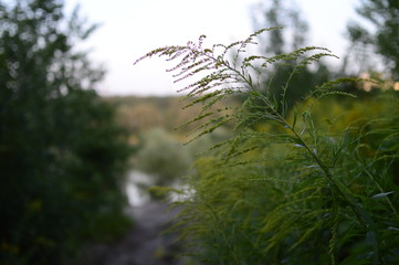flowers in the garden
