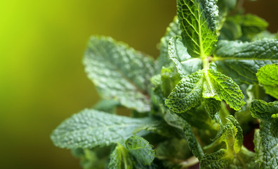 Bunch of fresh green organic mint .