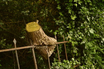 spring flowers in the garden