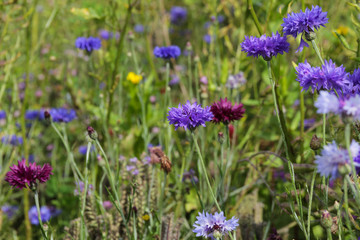 Fototapeta premium Kornblume, cornflower, Centaurea cyanus