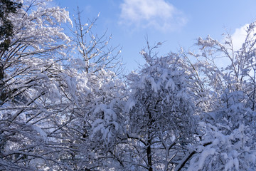 Snow covered trees
