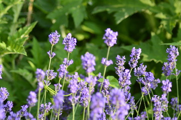 flower in the garden