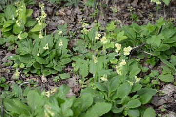 flower in the garden