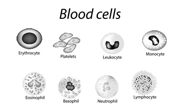 Blood cells. Set of monochrome cells. Red blood cells, platelets, leukocytes, lymphocytes, eosinophils, neutrophils, basophils, monocytes. Infographics. Vector illustration on isolated background