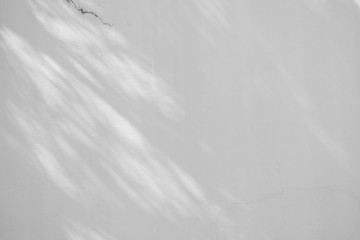 Obraz premium Black and White abstract background textuer of shadows leaf on a concrete wall