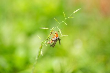 A soft-beetle on a green leaf in front of green background