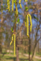 Naklejka premium Birch branches with young leaves, male and female catkins