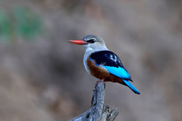 Grey-headed kingfisher (Halcyon leucocephala)