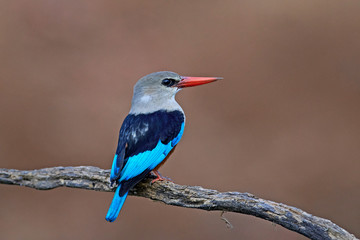 Grey-headed kingfisher (Halcyon leucocephala)