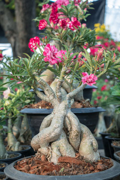 Adenium arabicum tree.Common names include Sabi star, kudu, mock azalea, impala lily and desert rose.