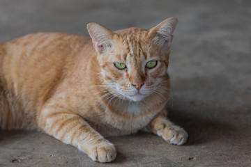 Adorable Cat, Thailand.