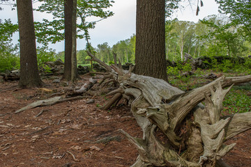 Dead wood in the forest