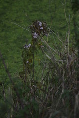 flower in the garden