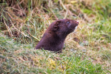 American Mink. Head looking out from grass.
