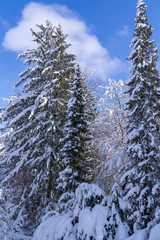 Snow covered trees