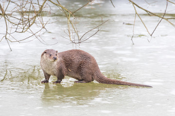Otter on Ice