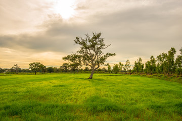 Start the growing season 5