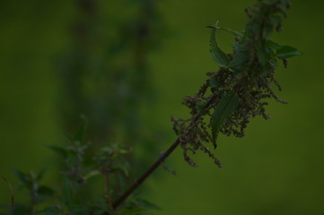 flowers in garden
