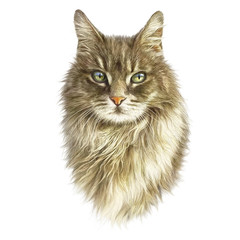 Obraz premium Ładny puszysty kot na białym tle. Realistyczny portret kotka. Rysunek kota z zielonymi oczami. Dobry do nadruku na koszulce. Tło sztuki, baner dla sklepu zoologicznego. Ręcznie malowana ilustracja