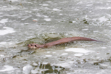 Fototapeta premium Otter swimming in Ice