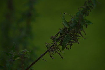 flowers in garden