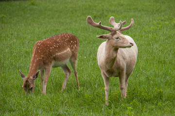 Damhirsch und Hirsch-Kuh