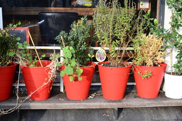 potted plants in flower pots