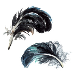 Blue black bird feather from wing isolated. Watercolor background set. Isolated feathers illustration element.