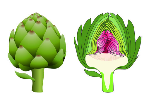 Dessin d&rsquo;un artichaut coup&eacute; et une illustration 3D d&rsquo;un artichaut de face. Deux images pour expliquer la complexit&eacute; de l&rsquo;int&eacute;rieur d&rsquo;un artichaut.