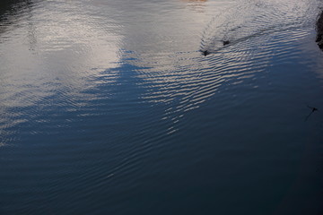 Ducks swimming on river leaving trail abstract ripples