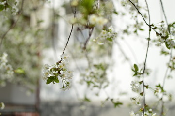 flowers in garden