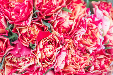 Beautiful natural red and peach roses background