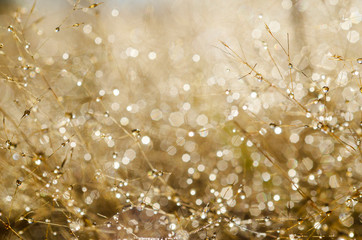 Fototapeta premium Bokeh pattern and water droplets on the blurred grass