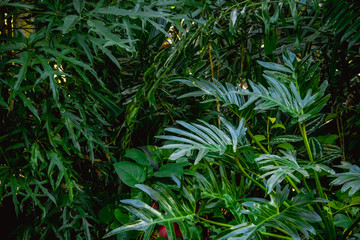 Background texture tropical flowers and leaves Natural concept