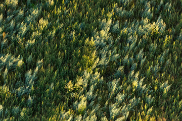 Field of wormwood in the rays of the setting sun