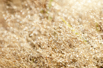 Bokeh pattern and water droplets on the blurred grass